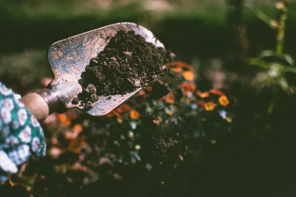 Garden trowel lifting soil in a flower bed